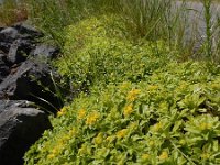 Phedimus hybridus 3, Kruipend vetkruid, Saxifraga-Ed Stikvoort