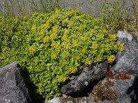 Phedimus hybridus 5, Kruipend vetkruid, Saxifraga-Ed Stikvoort