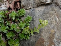 Phedimus spurius 4, Roze vetkruid, Saxifraga-Ed Stikvoort