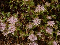 Phedimus spurius 5, Roze vetkruid, Saxifraga-Ed Stikvoort