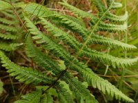 Phegopteris connectilis 10, Smalle beukvaren, Saxifraga-Ed Stikvoort