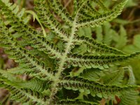 Phegopteris connectilis 13, Smalle beukvaren, Saxifraga-Ed Stikvoort