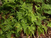 Phegopteris connectilis 15, Smalle beukvaren, Saxifraga-Ed Stikvoort