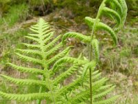 Phegopteris connectilis 4, Smalle beukvaren, Saxifraga-Rutger Barendse