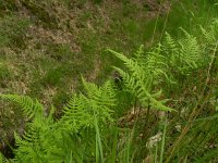 Phegopteris connectilis 5, Smalle beukvaren, Saxifraga-Rutger Barendse