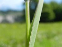 Phleum alpinum ssp rhaeticum 3, Saxifraga-Rutger Barendse