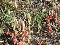 Phleum arenarium 2, Zanddoddegras, Saxifraga-Peter Meininger