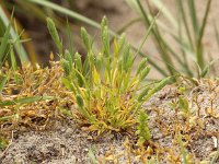 Phleum arenarium 3, Zanddoddegras, Saxifraga-Peter Meininger