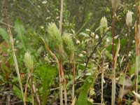 Phleum arenarium 4, Zanddoddegras, Saxifraga-Rutger Barendse