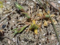 Phleum arenarium 6, Zanddoddegras, Saxifraga-Rutger Barendse