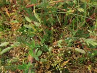 Phleum arenarium 7, Zanddoddegras, Saxifraga-Hans Boll