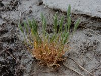 Phleum arenarium 9, Zanddoddegras, Saxifraga-Peter Meininger