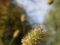 Phleum nodosum 3, Klein timoteegras, Saxifraga-Ed Stikvoort