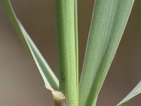 Phleum phleoides 3, Kalkdoddengras, Saxifraga-Rutger Barendse