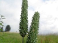 Phleum pratense ssp pratense 2, Timoteegras, Saxifraga-Rutger Barendse