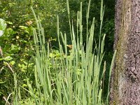 Phleum pratense ssp pratense 3, Timoteegras, Saxifraga-Peter Meininger