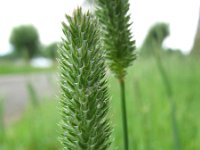 Phleum pratense ssp serotinum 4, Saxifraga-Rutger Barendse