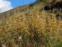 Phlomis armeniaca 4, Saxifraga-Ed Stikvoort