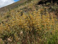 Phlomis armeniaca 5, Saxifraga-Ed Stikvoort