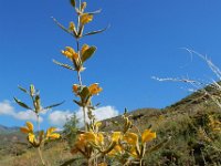 Phlomis armeniaca 6, Saxifraga-Ed Stikvoort