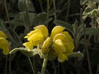 Phlomis fruticosa 11, Saxifraga-Jan van der Straaten