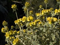 Phlomis fruticosa 12, Saxifraga-Jan van der Straaten