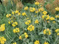 Phlomis fruticosa 13, Saxifraga-Jasenka Topic