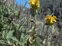 Phlomis fruticosa 16, Saxifraga-Ed Stikvoort