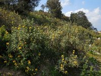 Phlomis fruticosa 18, Saxifraga-Ed Stikvoort