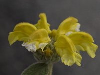 Phlomis fruticosa 2, Saxifraga-Willem van Kruijsbergen