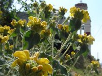 Phlomis fruticosa 20, Saxifraga-Ed Stikvoort