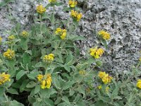 Phlomis fruticosa 21, Saxifraga-Ed Stikvoort