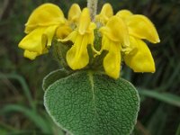 Phlomis fruticosa 22, Saxifraga-Ed Stikvoort