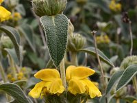 Phlomis fruticosa 25, Saxifraga-Harry Jans