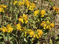 Phlomis fruticosa 28, Saxifraga-Harry Jans