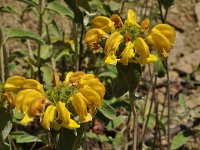 Phlomis fruticosa 29, Saxifraga-Harry Jans