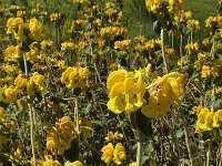 Phlomis fruticosa 30, Saxifraga-Harry Jans