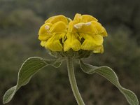 Phlomis fruticosa 4, Saxifraga-Willem van Kruijsbergen