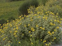 Phlomis fruticosa 7, Saxifraga-Willem van Kruijsbergen