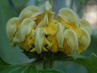 Phlomis fruticosa 9, Saxifraga-Willem van Kruijsbergen