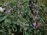 Phlomis herba-venti ssp pungens 3, Saxifraga-Ed Stikvoort