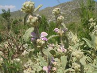 Phlomis italica 4, Saxifraga-Rutger Barendse