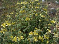 Phlomis lanata 5, Saxifraga-Ed Stikvoort