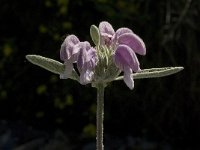 Phlomis purpurea 15, Saxifraga-Jan van der Straaten