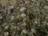 Phlomis purpurea 16, Saxifraga-Jan van der Straaten