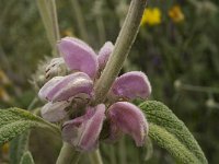 Phlomis purpurea 17, Saxifraga-Jan van der Straaten