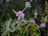 Phlomis purpurea 27, Saxifraga-Ed Stikvoort