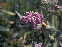 Phlomis purpurea 3, Saxifraga-Jan van der Straaten