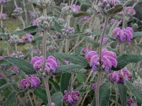 Phlomis purpurea 30, Saxifraga-Ed Stikvoort