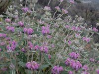 Phlomis purpurea 31, Saxifraga-Ed Stikvoort